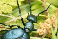 Meloe violaceus
