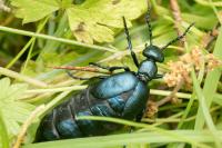 Meloe violaceus