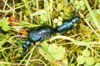 Meloe violaceus