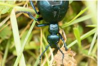 Meloe violaceus