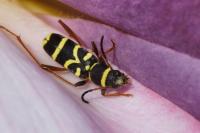 Clytus arietis