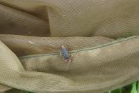 Cantharis rustica