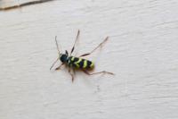Clytus arietis