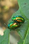 Chrysolina fastuosa