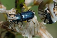 Platycerus caraboides