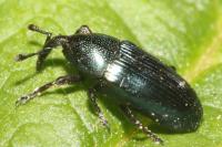 Aulacobaris coerulescens
