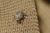 Nedyus quadrimaculatus