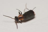Attalus minimus