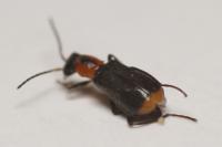 Attalus minimus