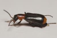 Attalus minimus