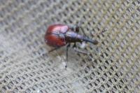 Tatianaerhynchites aequatus