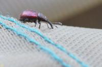 Tatianaerhynchites aequatus