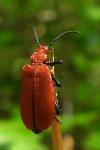 Pyrochroa serraticornis