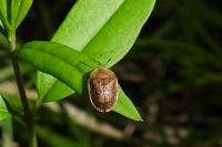 Cassida nebulosa