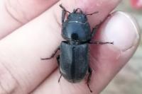 Dorcus parallelipipedus