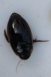 Hydaticus seminiger