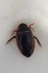 Hydaticus transversalis