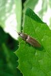 Athous haemorrhoidalis