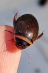 Graphoderus cinereus