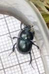 Anoplotrupes stercorosus
