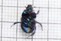 Anoplotrupes stercorosus