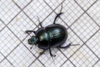 Anoplotrupes stercorosus