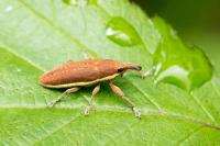 Lixus ochraceus