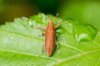 Lixus ochraceus