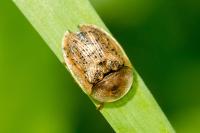 Cassida nebulosa