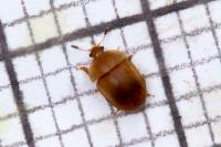 Cychramus luteus