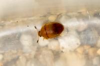 Cychramus luteus