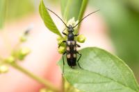 Anoplodera sexguttata