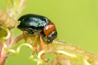 Smaragdina salicina