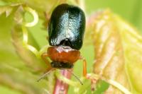 Smaragdina salicina