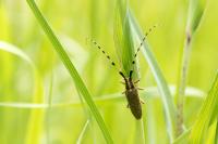 Agapanthia asphodeli