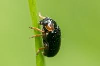 Smaragdina aurita