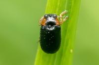 Smaragdina aurita
