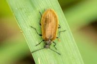 Lagria hirta