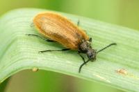 Lagria hirta