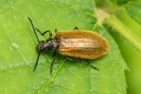 Lagria hirta