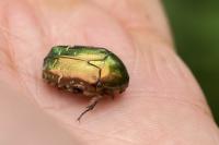 Cetonia aurata