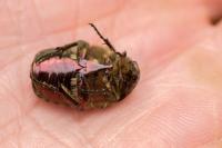 Cetonia aurata