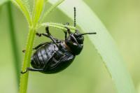 Timarcha tenebricosa