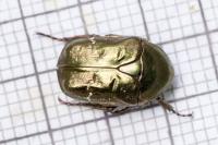 Potosia fieberi