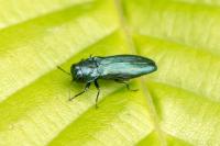 Agrilus cyanescens