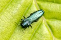 Agrilus cyanescens