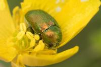 Cryptocephalus