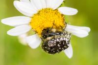 Oxythyrea funesta