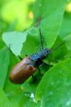 Omophlus lepturoides