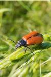 Omophlus lepturoides